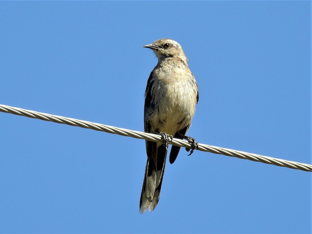 Formative Chilean Mockingbird - Chilean Mockingbird - 