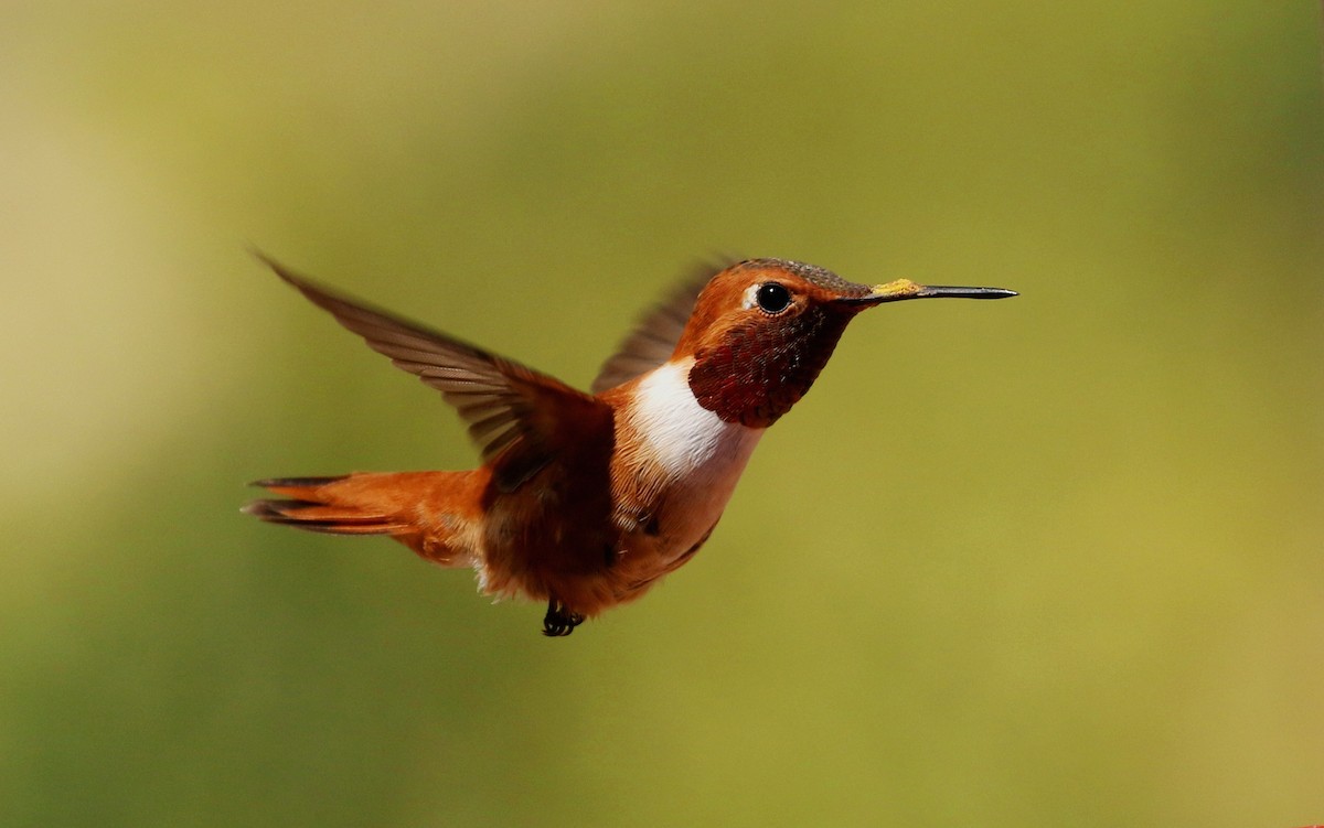 Rufous Hummingbird - ML222719351