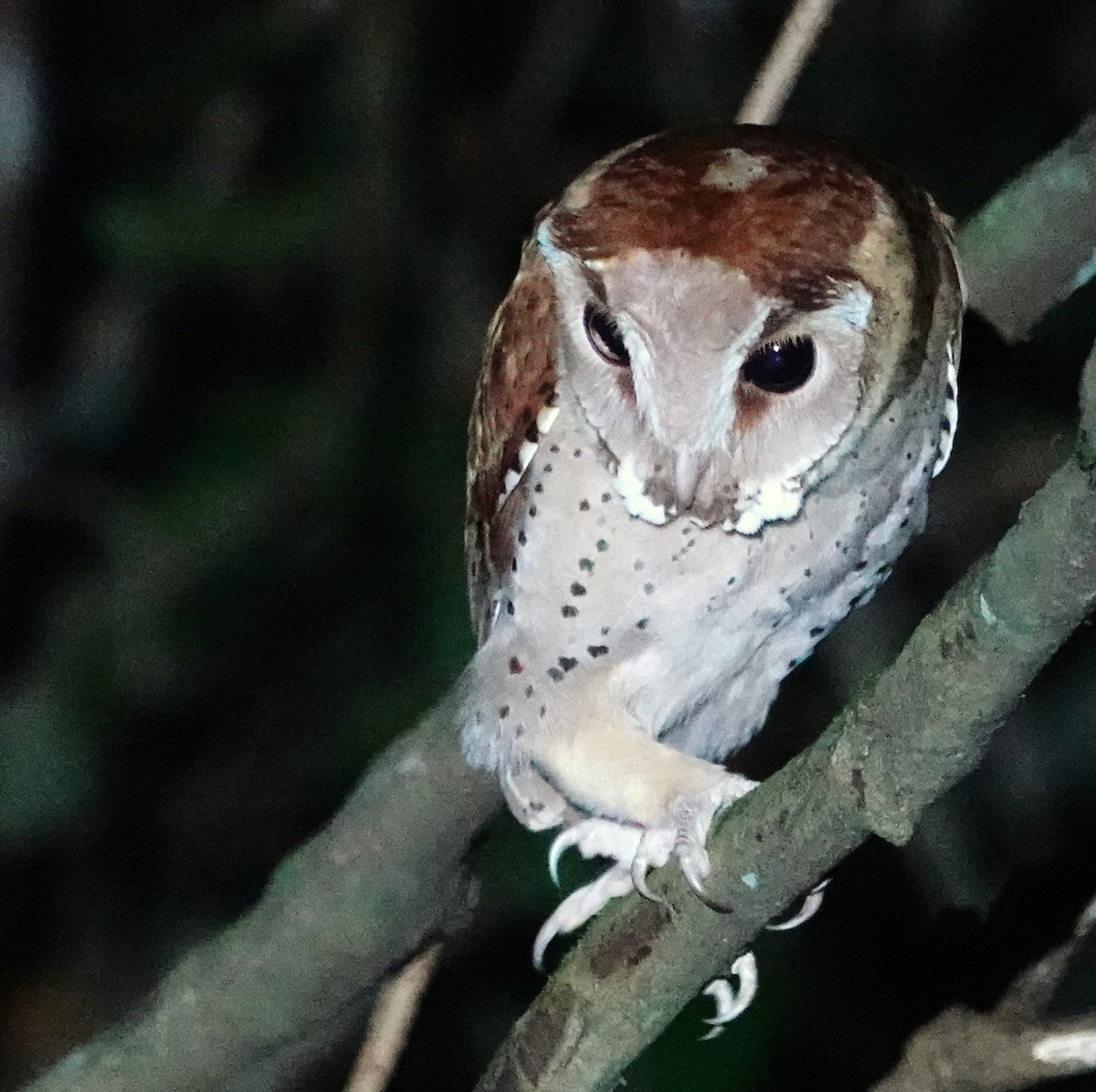 Oriental Bay-Owl - Deanna MacPhail