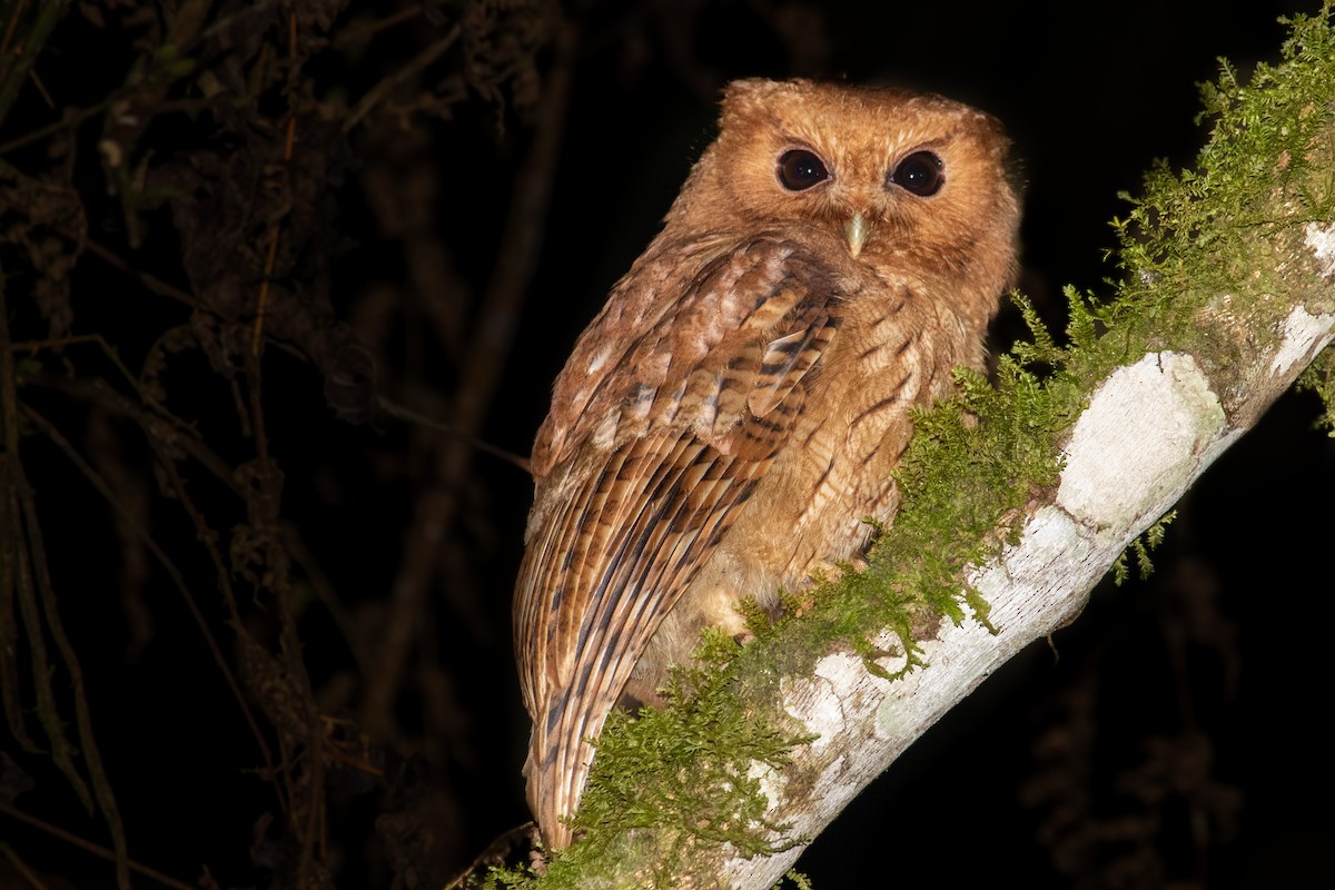 Rufescent Screech-Owl - Jhonathan Miranda - Wandering Venezuela Birding Expeditions