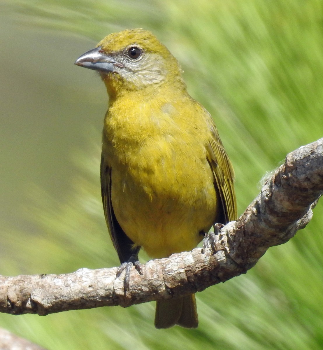 Hepatic Tanager - ML222730201