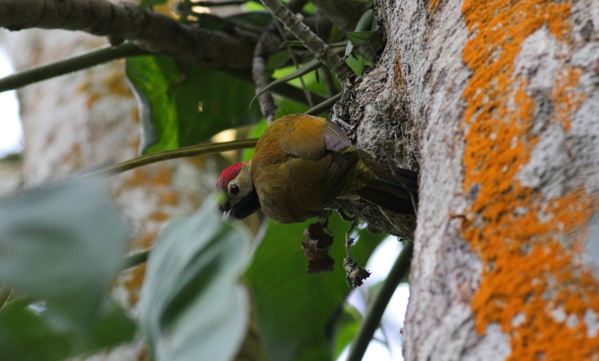 Golden-olive Woodpecker - ML22273141