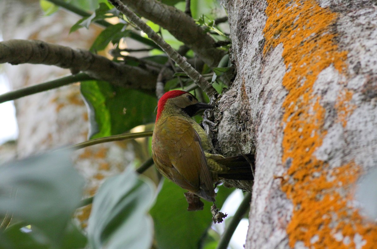 Golden-olive Woodpecker - ML22273151