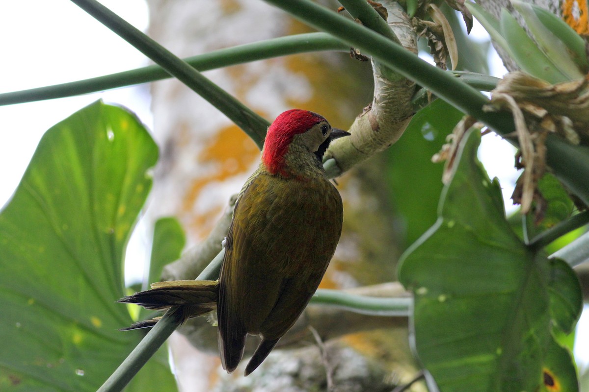 Golden-olive Woodpecker - Jay McGowan