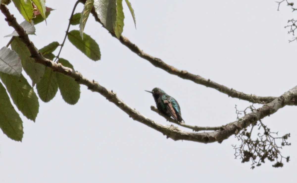 kolibřík blýskavý - ML22273631