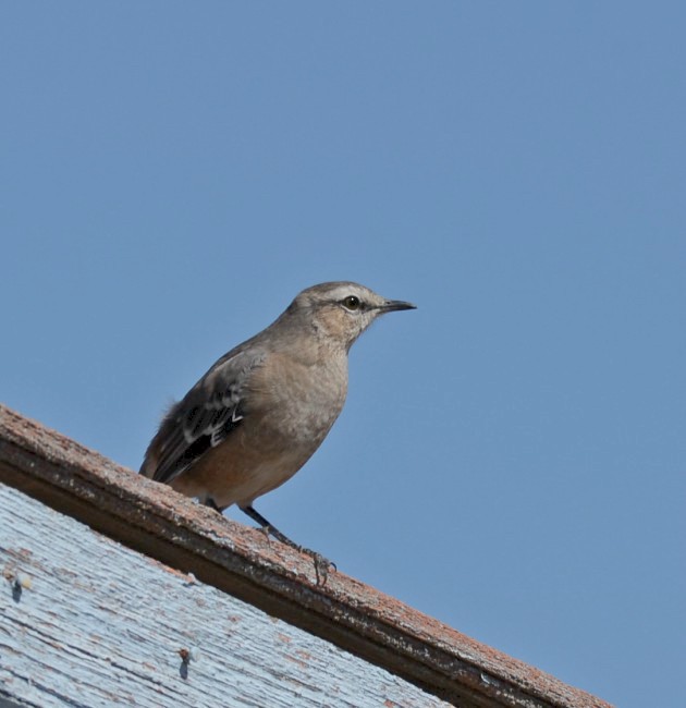Patagonian Mockingbird - Eugenia Boggiano
