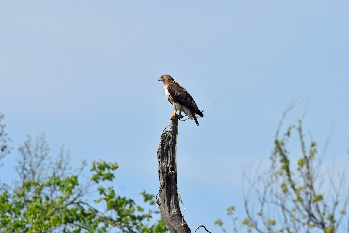 Red-tailed Hawk - ML222740541