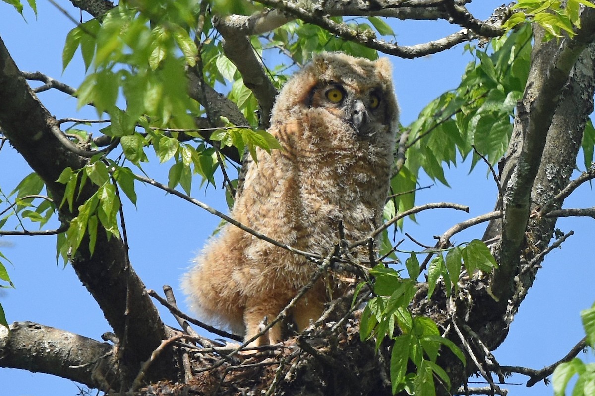 Great Horned Owl - ML222741231