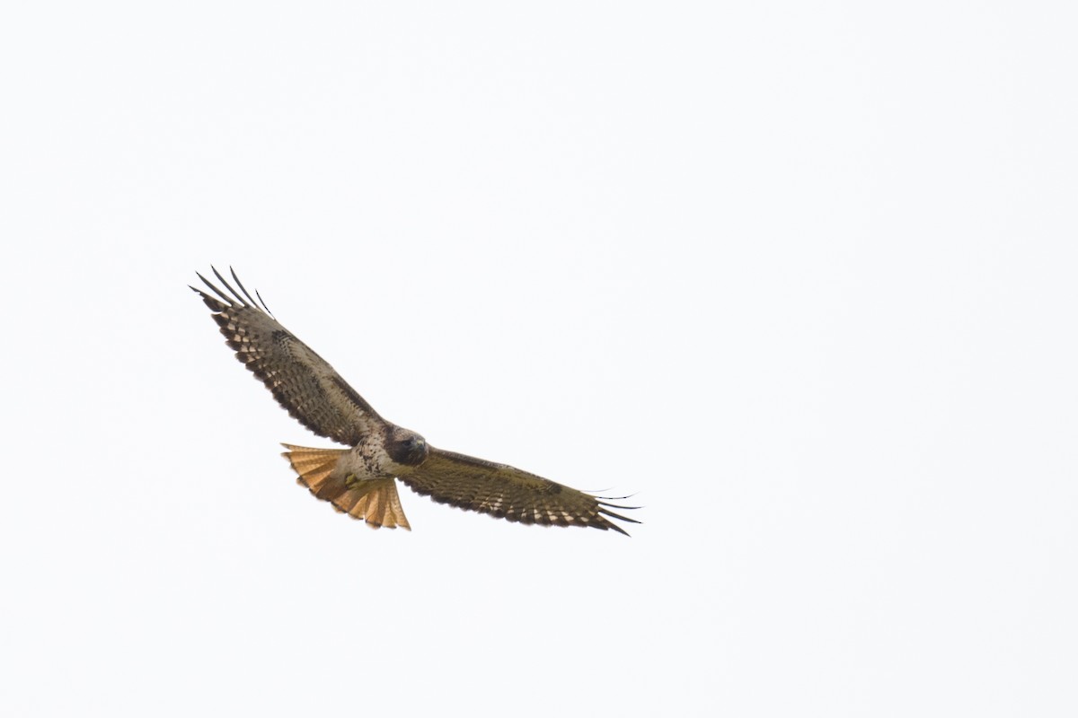 Red-tailed Hawk - ML222750171