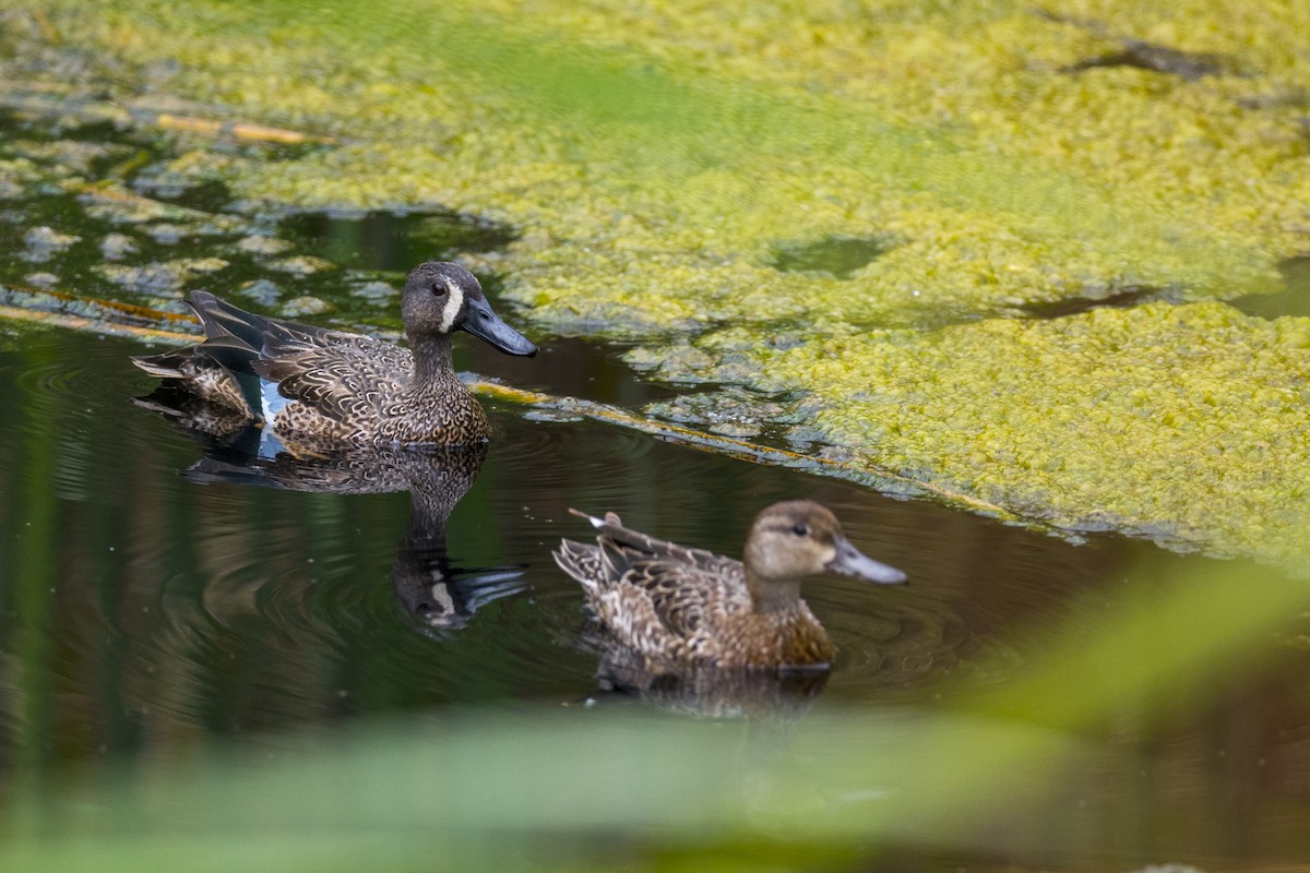 Blue-winged Teal - ML222751481