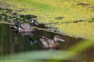 Blue-winged Teal, ML222751481