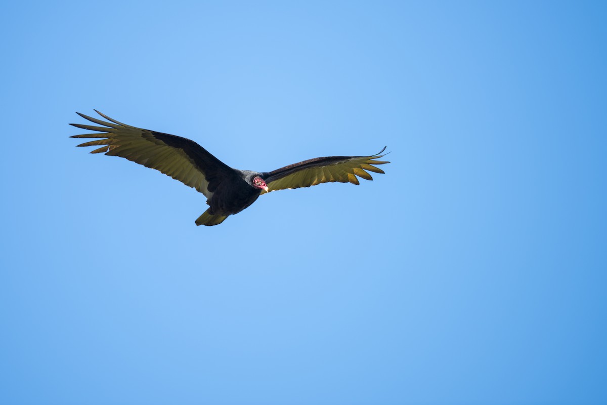 Turkey Vulture - John Cahill xikanel.com