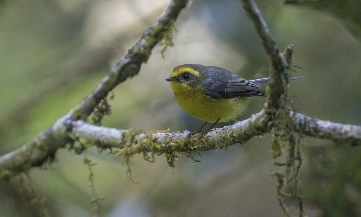 Yellow-bellied Fairy-Fantail - ML222756901