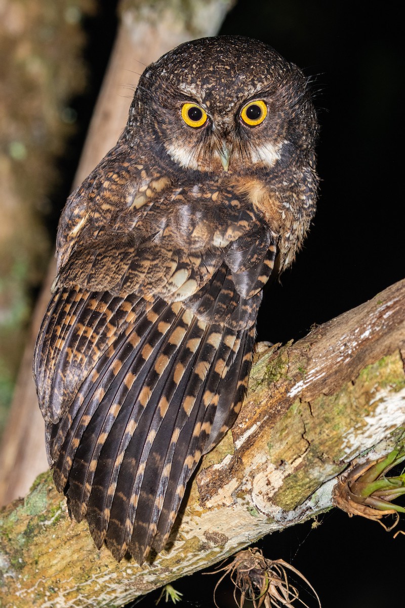 White-throated Screech-Owl - Jhonathan Miranda - Wandering Venezuela Birding Expeditions
