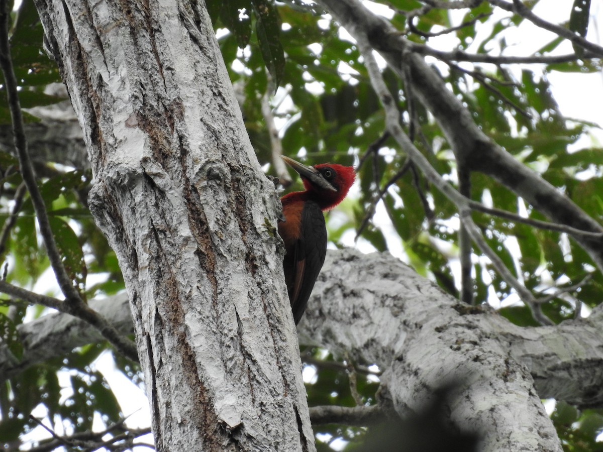 Red-necked Woodpecker - Fernando Angulo - CORBIDI
