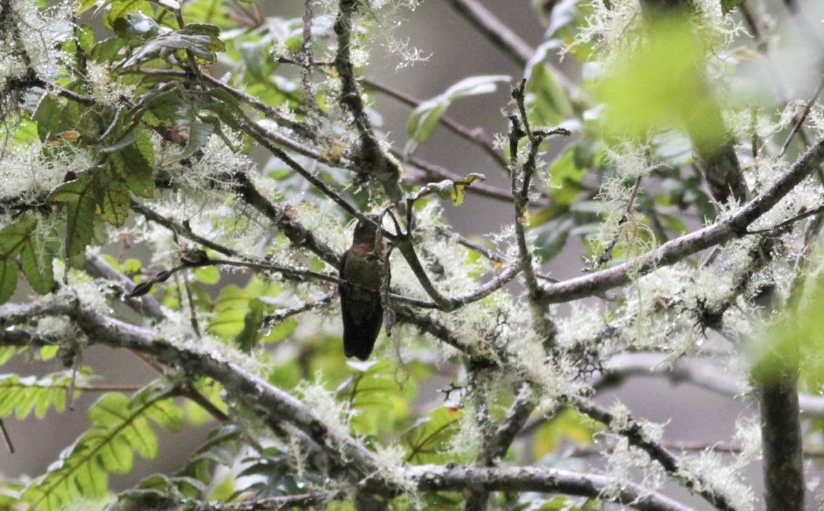 kolibřík dřišťálový (ssp. tyrianthina/quitensis) - ML22276191