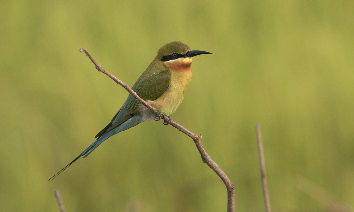 Blue-tailed Bee-eater - Zak Pohlen