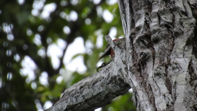 Red-necked Woodpecker - ML222762011