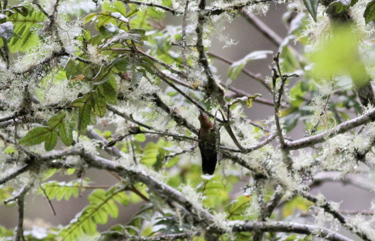 kolibřík dřišťálový (ssp. tyrianthina/quitensis) - ML22276221