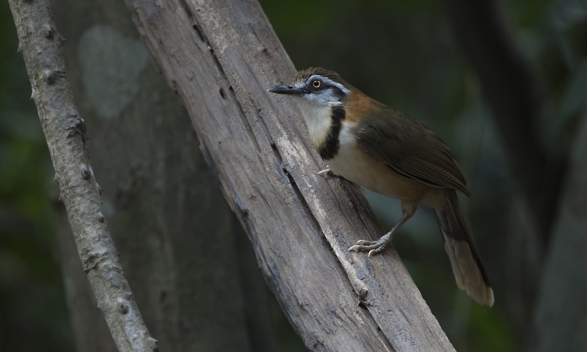 Lesser Necklaced Laughingthrush - ML222763421