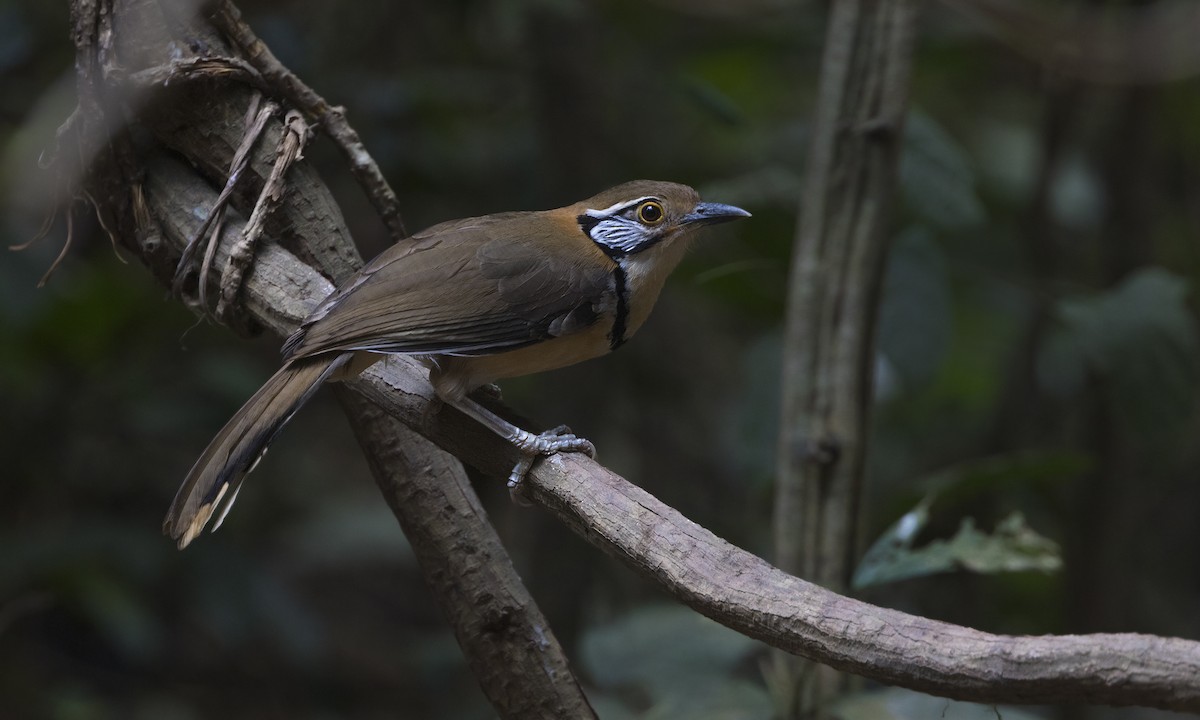 Greater Necklaced Laughingthrush - ML222763471
