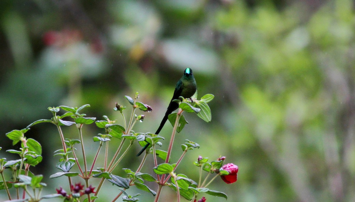 Long-tailed Sylph - ML22276561