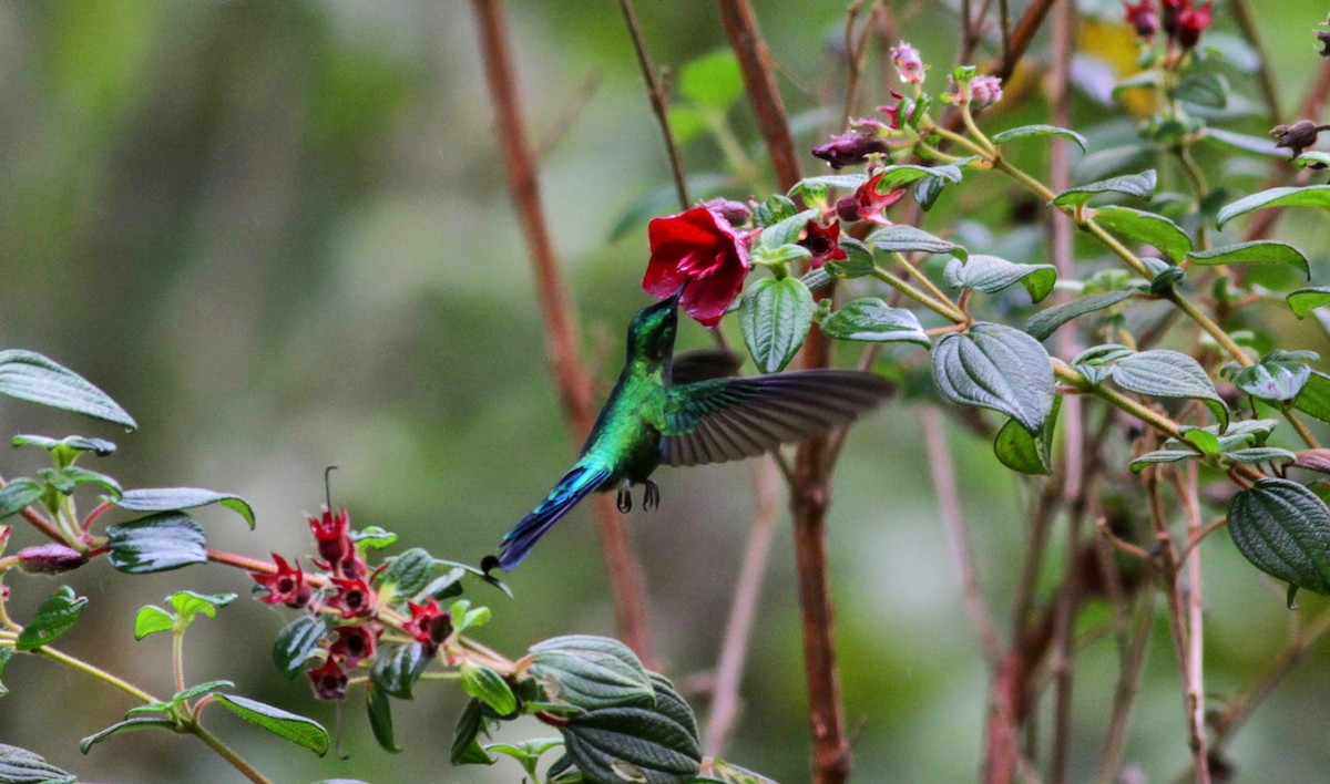 Long-tailed Sylph - ML22276581