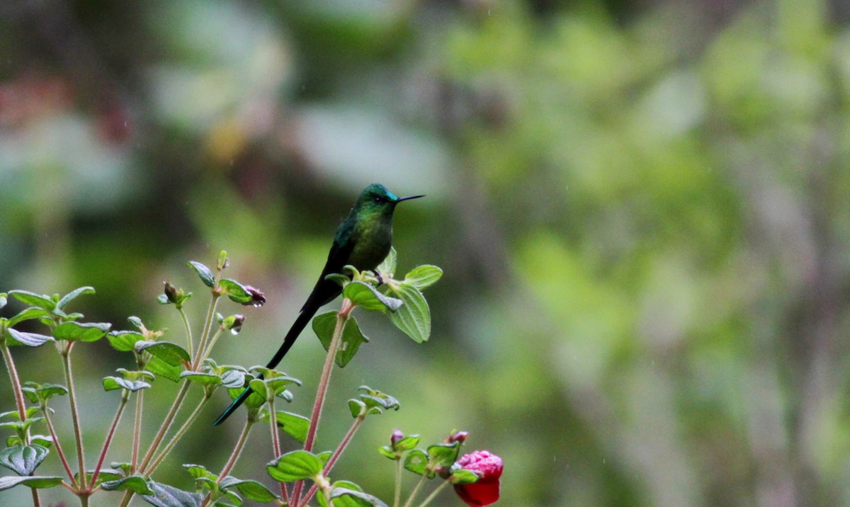 Long-tailed Sylph - ML22276601