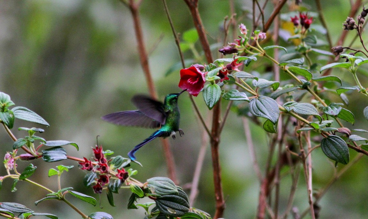 Long-tailed Sylph - ML22276621