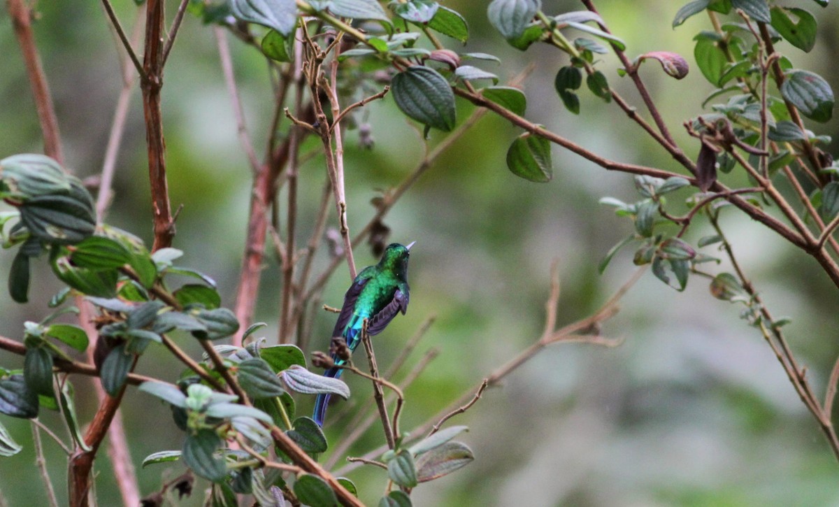 Long-tailed Sylph - ML22276641