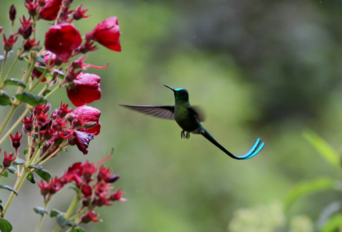 Long-tailed Sylph - ML22276691