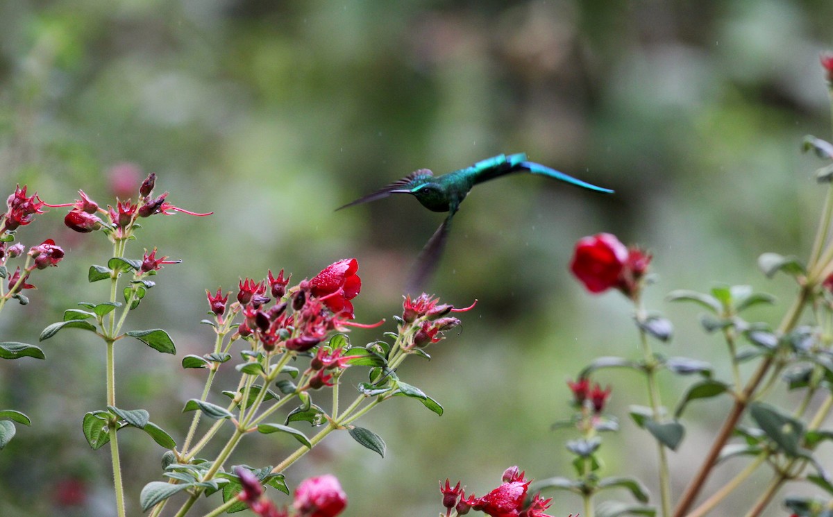 Long-tailed Sylph - ML22276721