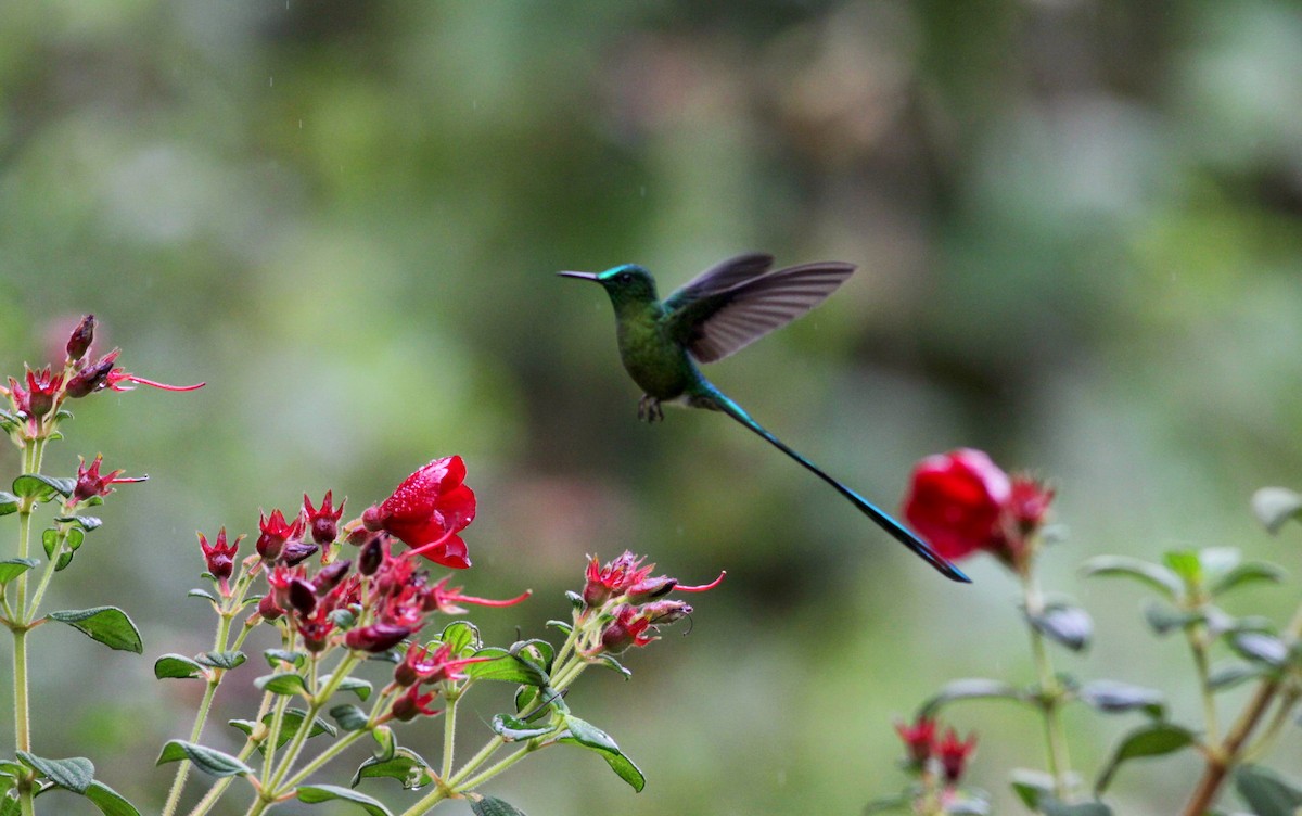 Long-tailed Sylph - ML22276731