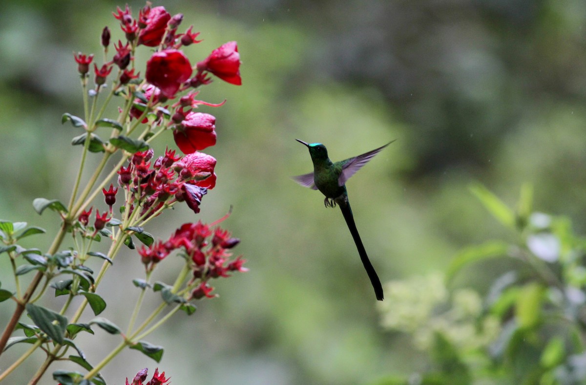 Long-tailed Sylph - ML22276751