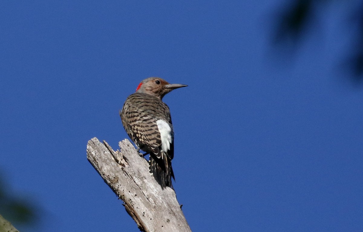 Northern Flicker (Yellow-shafted) - ML222768461