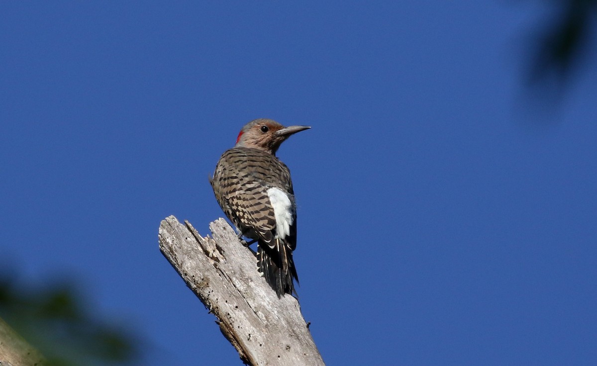 Northern Flicker (Yellow-shafted) - ML222768551