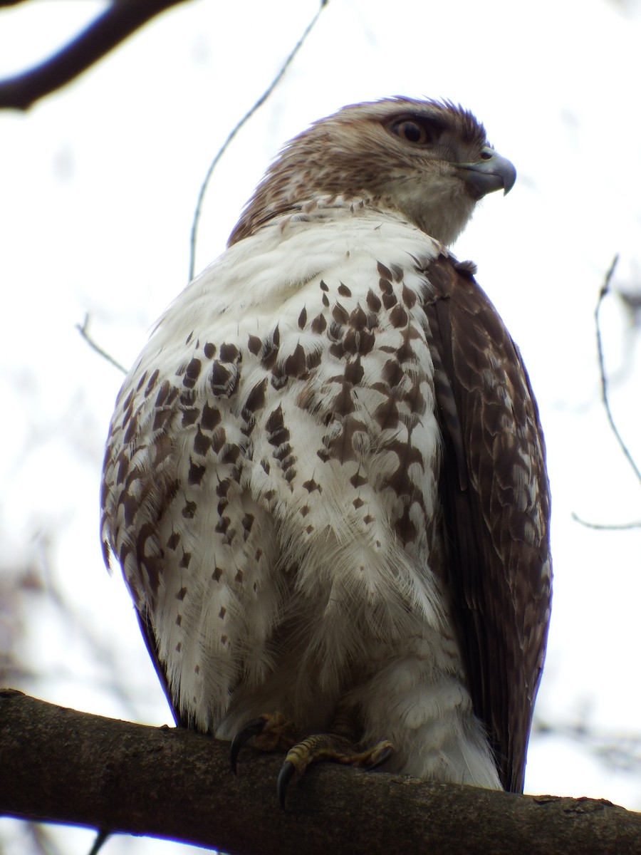 Red-tailed Hawk - ML222774421