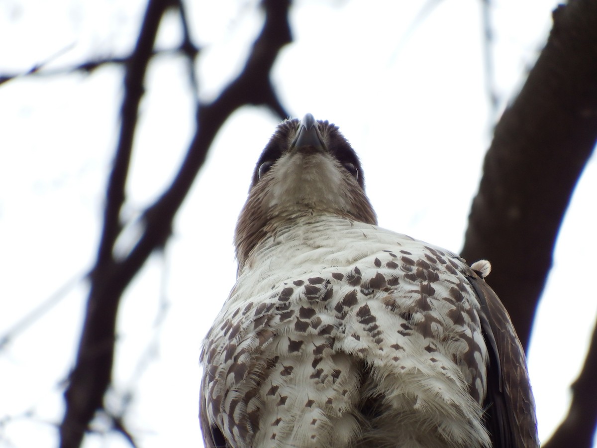 Red-tailed Hawk - ML222774461