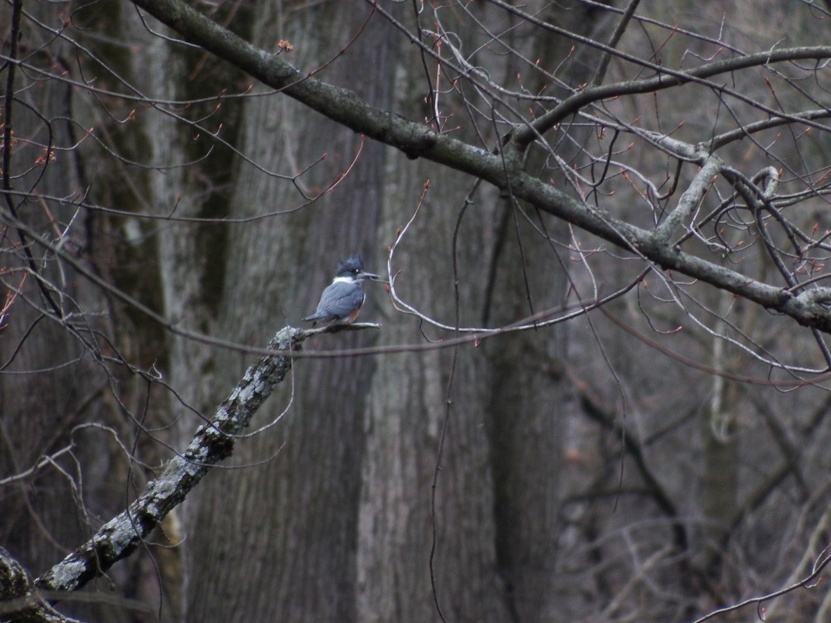Belted Kingfisher - ML222774801
