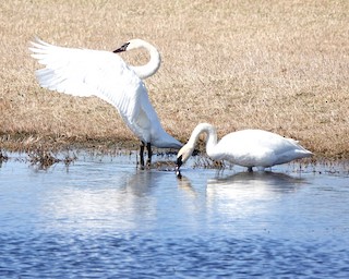 Trumpeter Swan, ML222775051