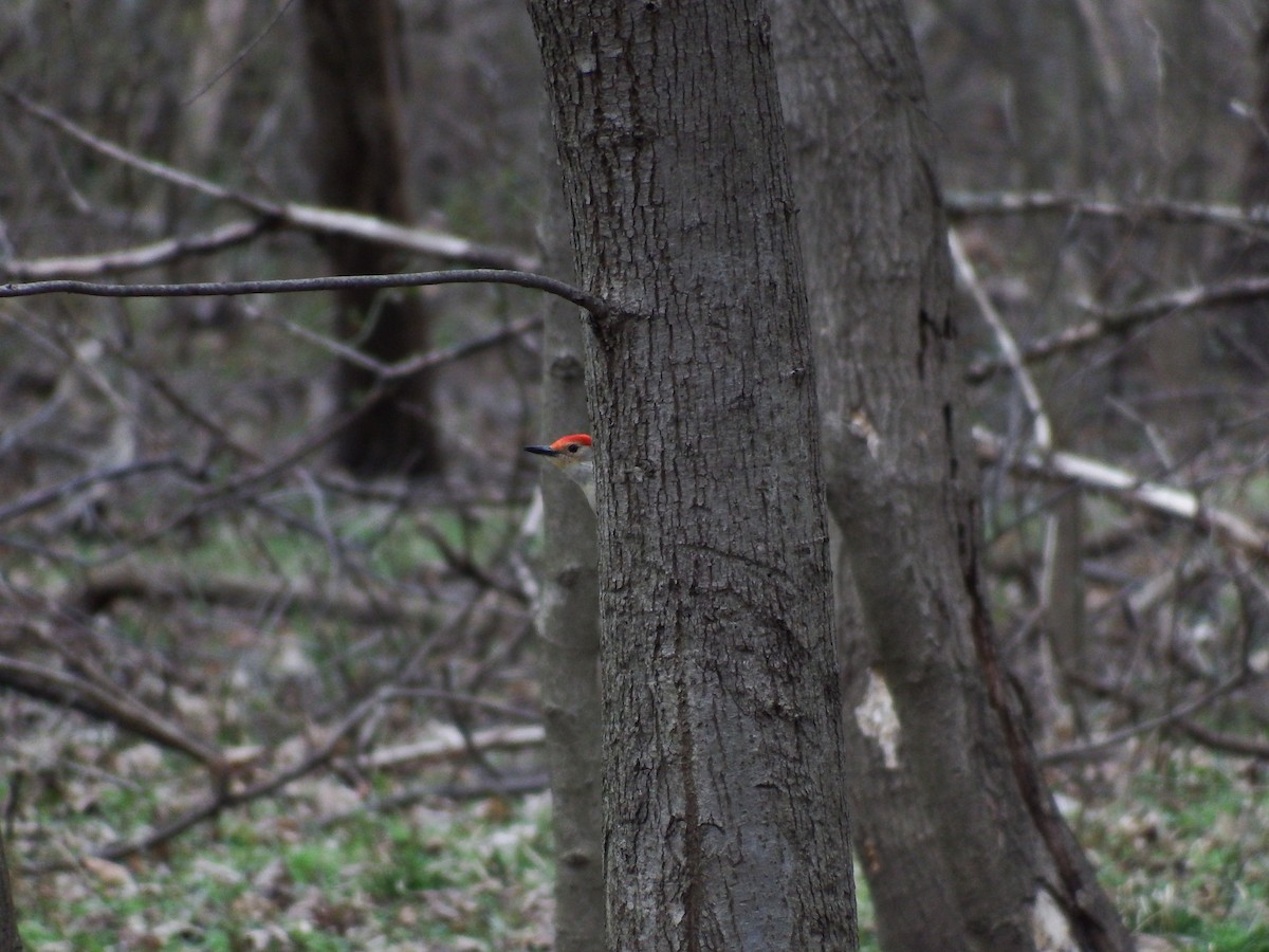 Red-bellied Woodpecker - ML222776101