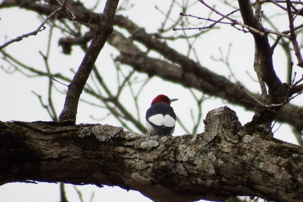 Red-headed Woodpecker - ML222776671