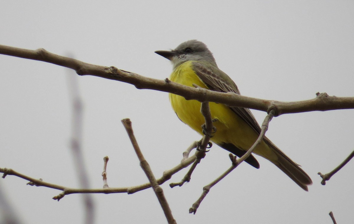 eBird Checklist - 21 Dec 2015 - Visalia--Sunset Park - 25 species