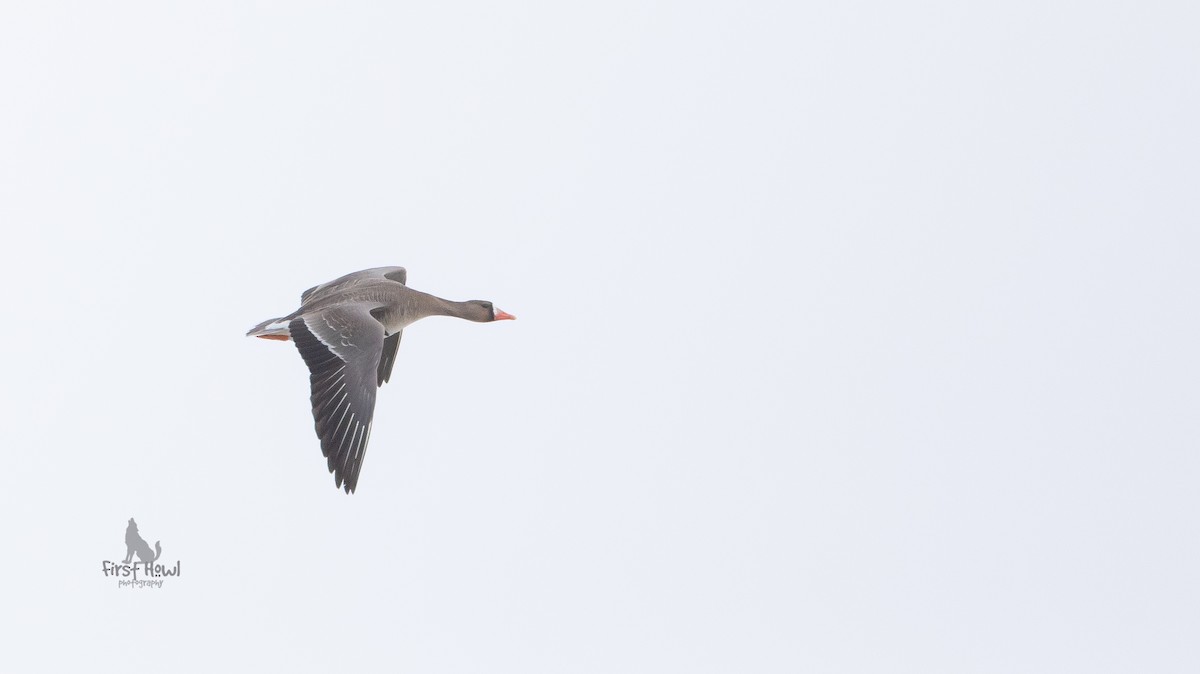 Greater White-fronted Goose (Western) - ML222779001