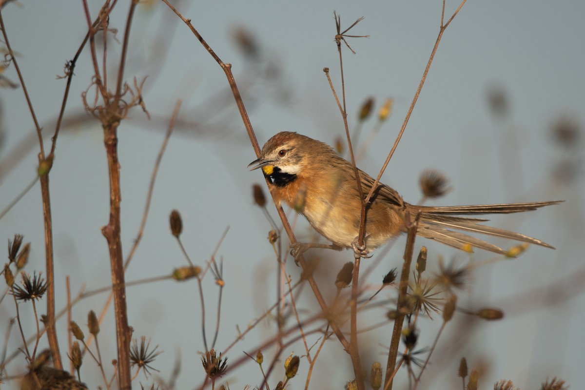 Chotoy Spinetail - ML222781761