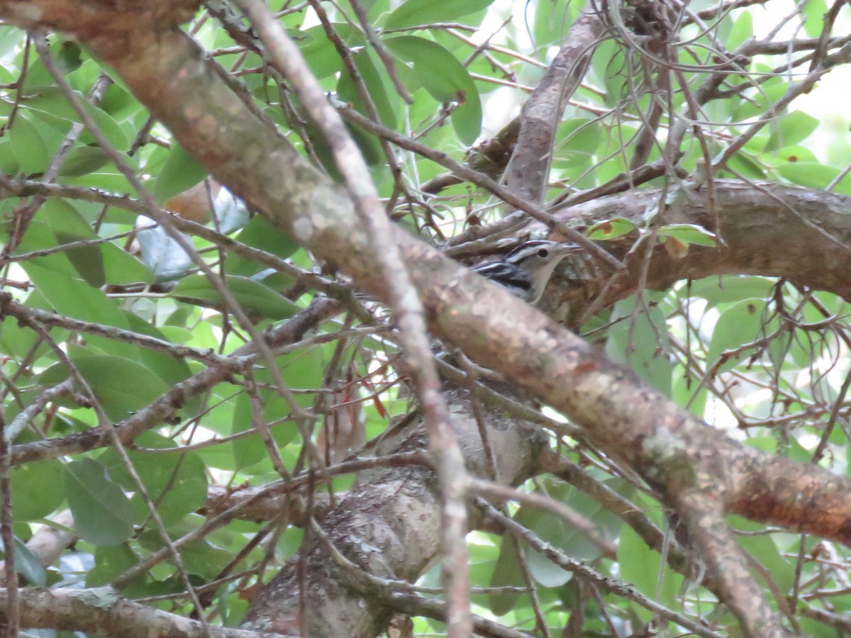 Black-and-white Warbler - ML222791721