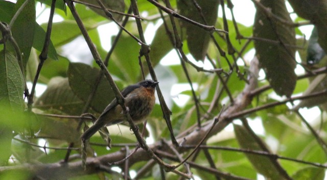 Black-eared Hemispingus (Black-eared)