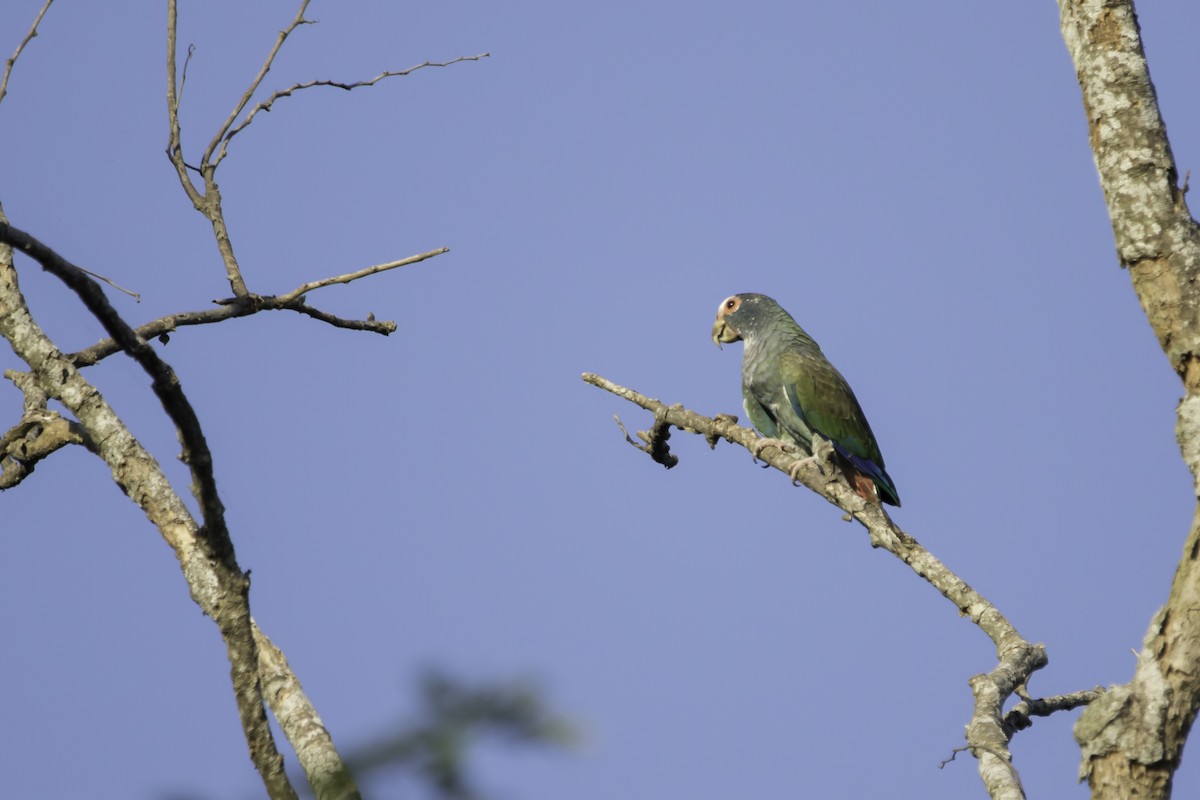 White-crowned Parrot - ML222794421