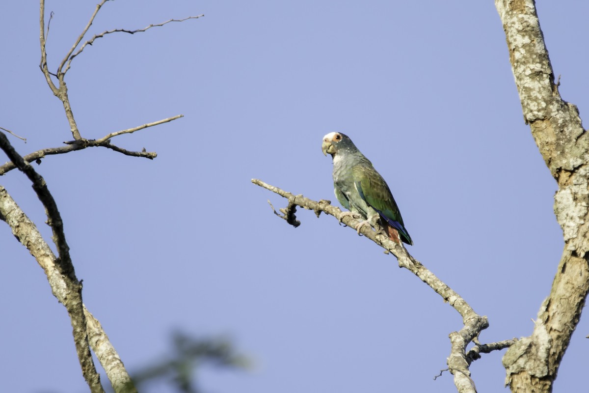 White-crowned Parrot - ML222794601