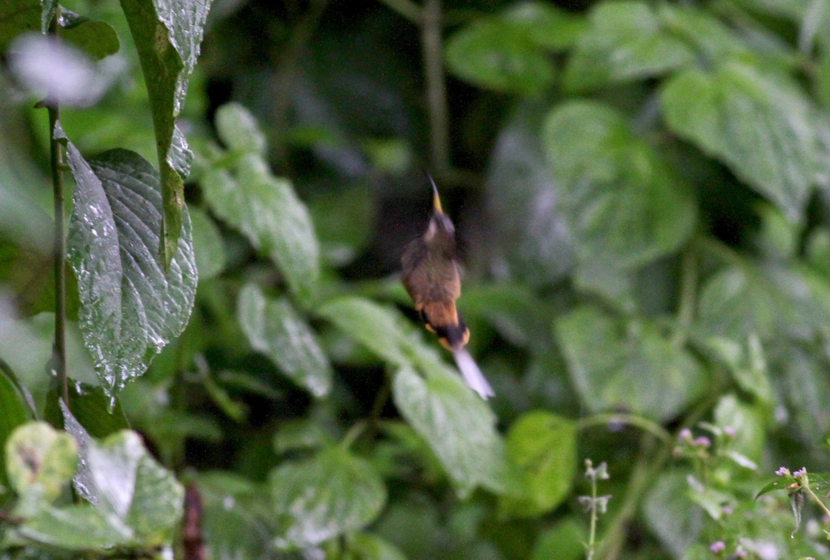 Ржавчатый колибри-отшельник - ML22279531